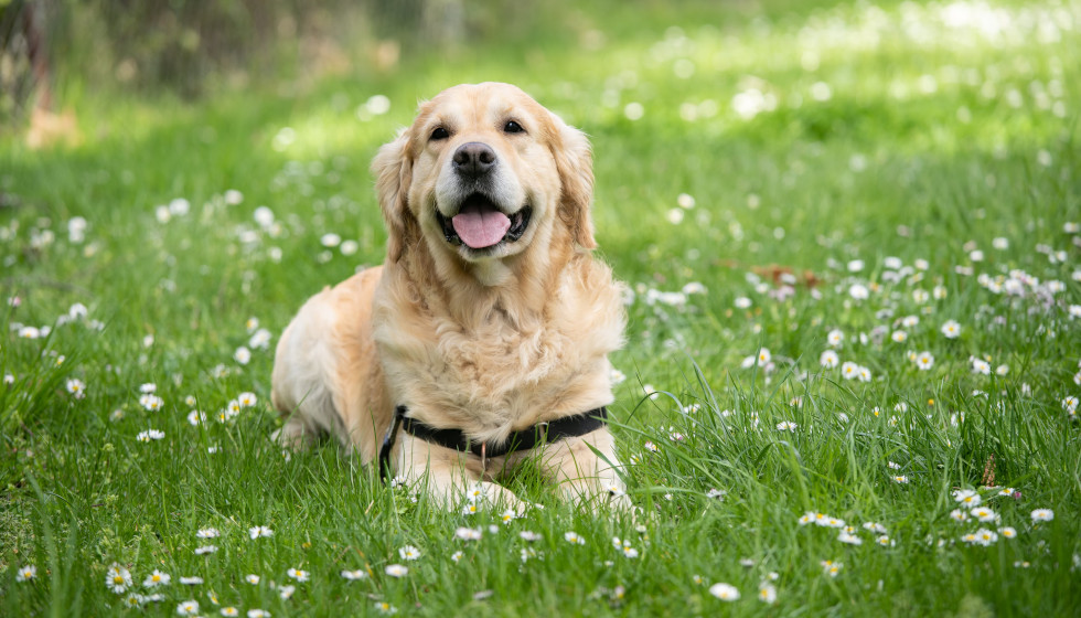 Dog owners: Are your pups registered and microchipped?